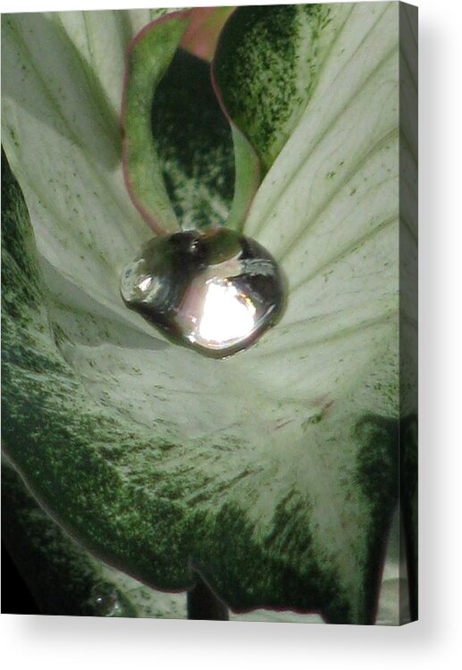 Caladium Acrylic Print featuring the photograph Fancy Leaf Caladium - Diamond In The Rough 01 by Pamela Critchlow