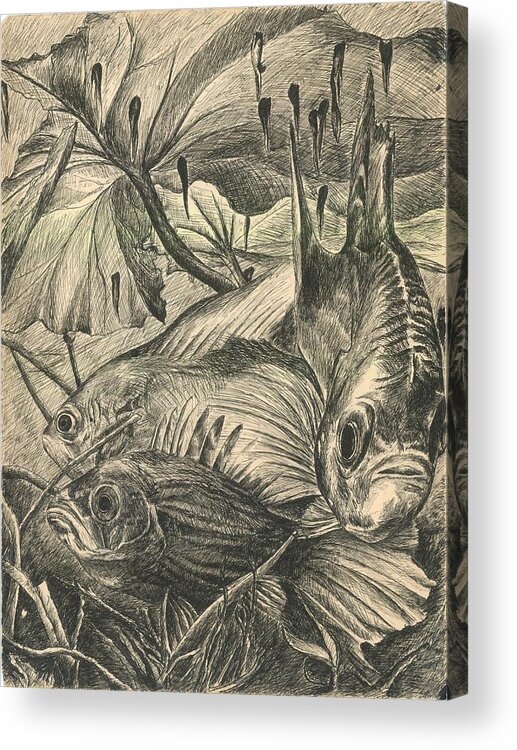 Fish Acrylic Print featuring the drawing Fish Haven by Richard Jules