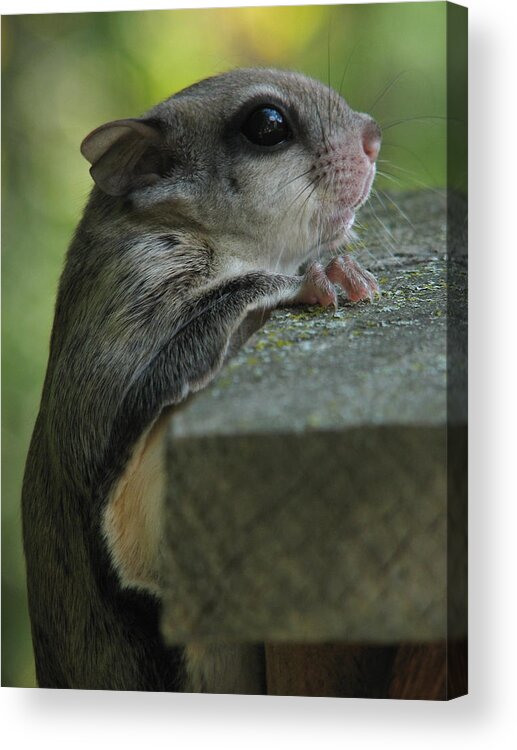 Wildlife Acrylic Print featuring the photograph Flying Squirrel by Dale Kauzlaric