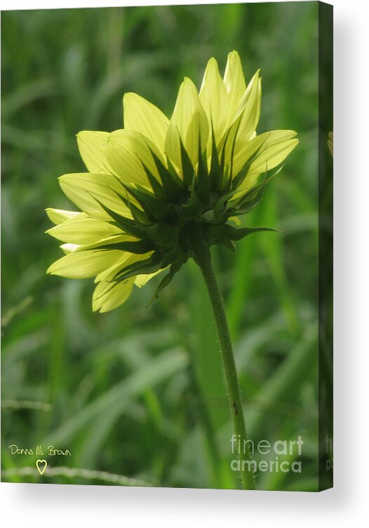 Flower Acrylic Print featuring the photograph Following The Sun by Donna Brown