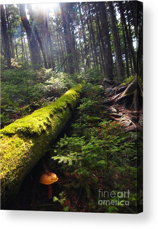 Appalachian Trail Acrylic Print featuring the photograph Forest Sunrise by Glenn Gordon