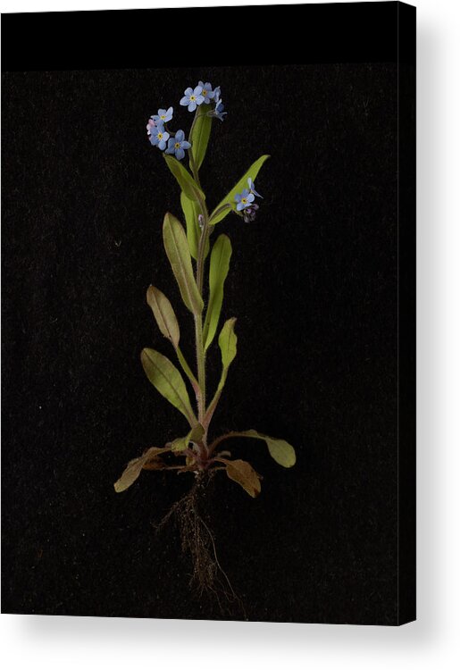 Black Background Acrylic Print featuring the photograph Forget-me-not Plant On Black Background by William Turner