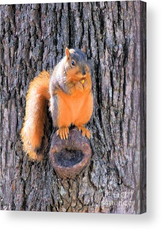 Fox Squirrel Acrylic Print featuring the photograph Fox Squirrel on Bur Oak Tree by Janette Boyd