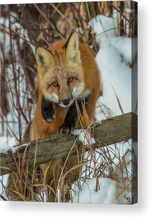 Fox Acrylic Print featuring the photograph Fox Trot by Kevin Dietrich