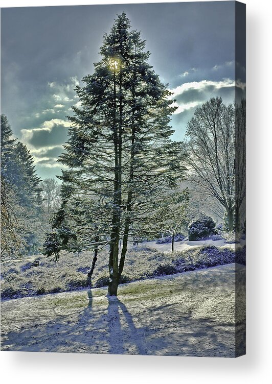 Tree Acrylic Print featuring the photograph Frost on Pine Tree by Gary Slawsky