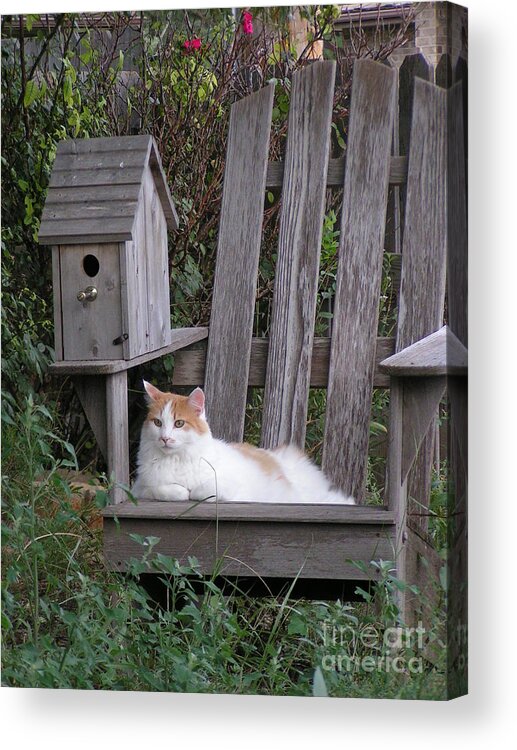 Garden Acrylic Print featuring the photograph Garden Cat by Tracy L Teeter 