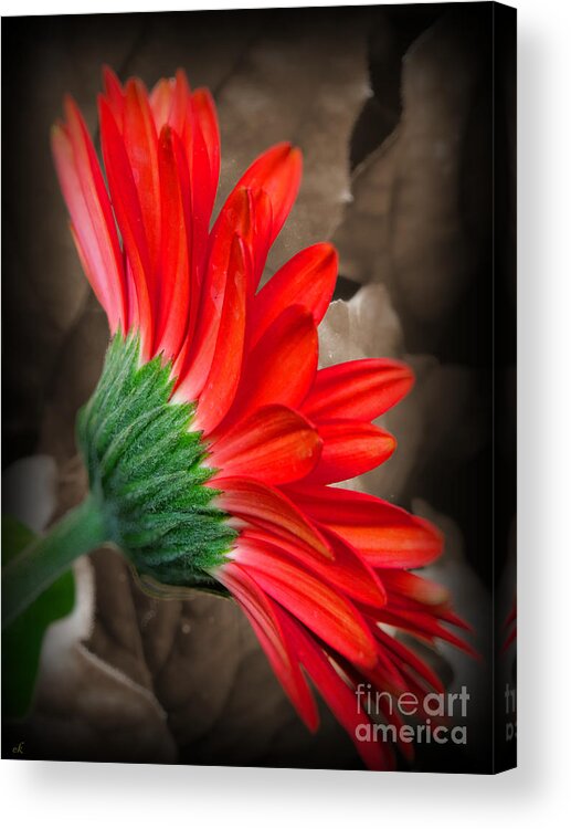 Flower Acrylic Print featuring the photograph Gerber Daisy Bashful Red by Ella Kaye Dickey