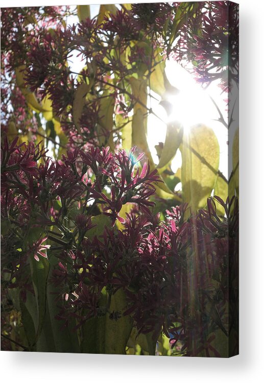 Sun Acrylic Print featuring the photograph Gleam by Jessica Myscofski