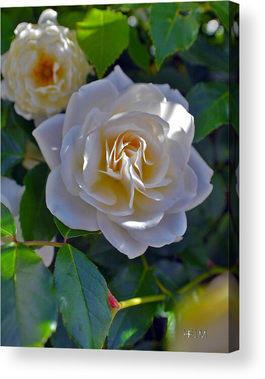 Iceberg Roses Acrylic Print featuring the photograph Glowing Iceberg by Mayhem Mediums