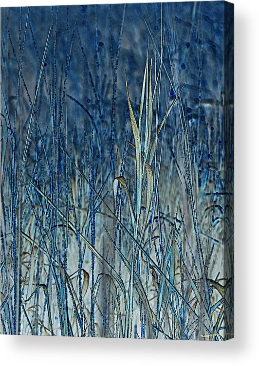 Grass Acrylic Print featuring the photograph Grass by Theresa Tahara