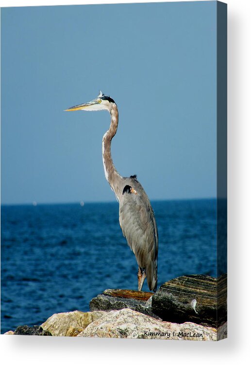 Animal Acrylic Print featuring the photograph Great Blue Heron by Kimmary MacLean