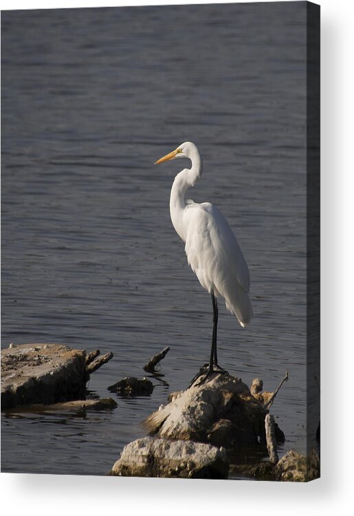 Cool Iphone Cases Acrylic Print featuring the photograph Great Egret by Paul Ross