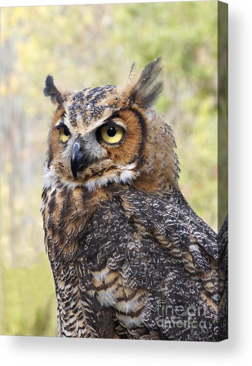 Owl Acrylic Print featuring the photograph Great Horned Owl by Ann Horn