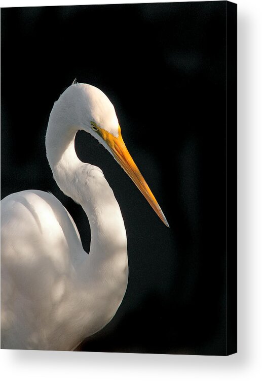 Animal Photography Acrylic Print featuring the photograph Great White Egret Portrait. Merritt Island N.W.R. by Chris Kusik