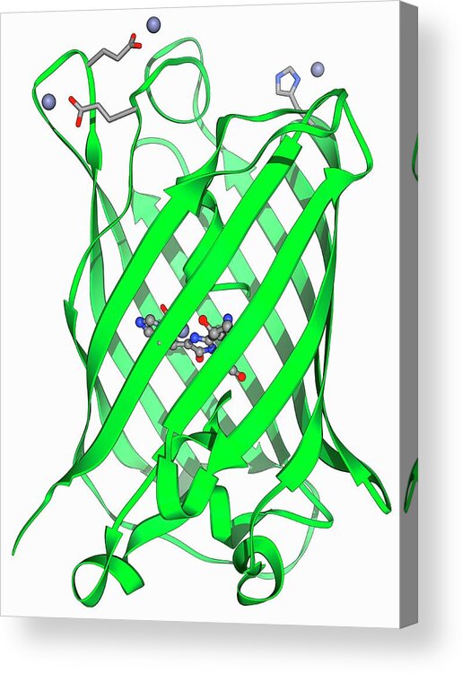 Artwork Acrylic Print featuring the photograph Green Fluorescent Protein Molecule by Laguna Design/science Photo Library