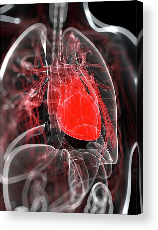 Physiology Acrylic Print featuring the digital art Heart Anatomy, Artwork by Sciepro