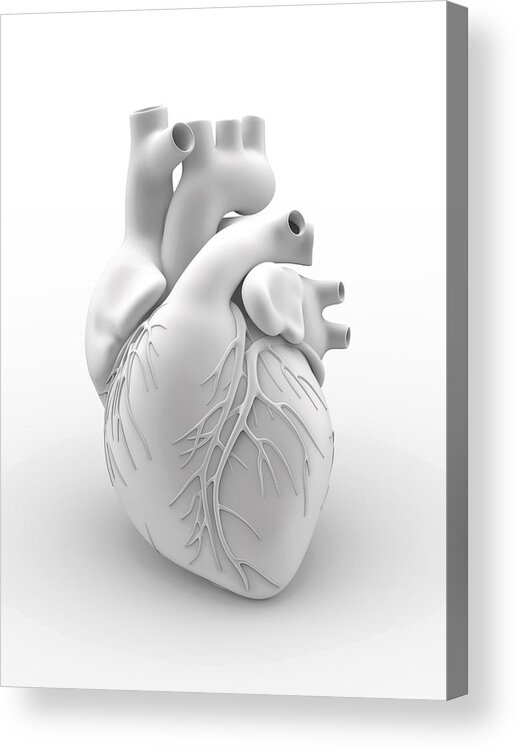 White Background Acrylic Print featuring the drawing Heart and coronary arteries, artwork by Alfred Pasieka/science Photo Library