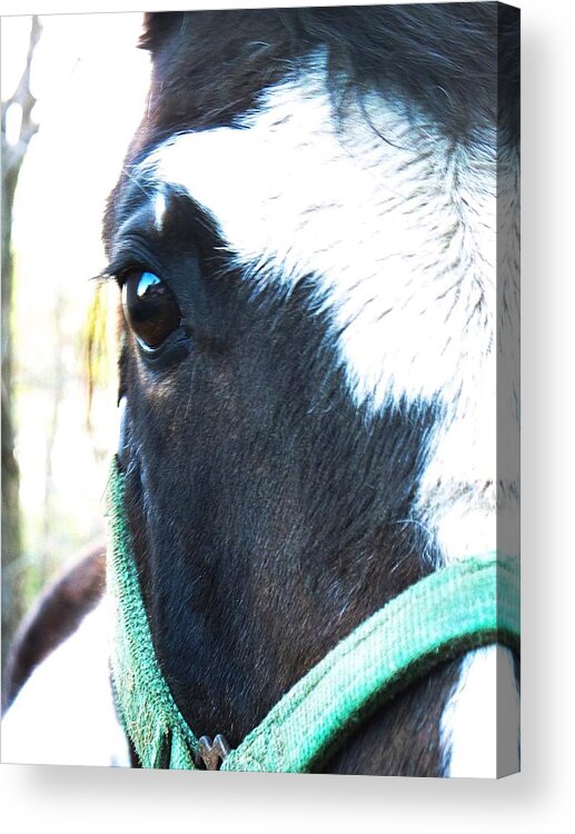Photography Acrylic Print featuring the photograph Hello by Joy Nichols