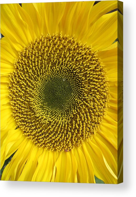 Daisy Acrylic Print featuring the photograph Here comes the sun.... by Rosita Larsson