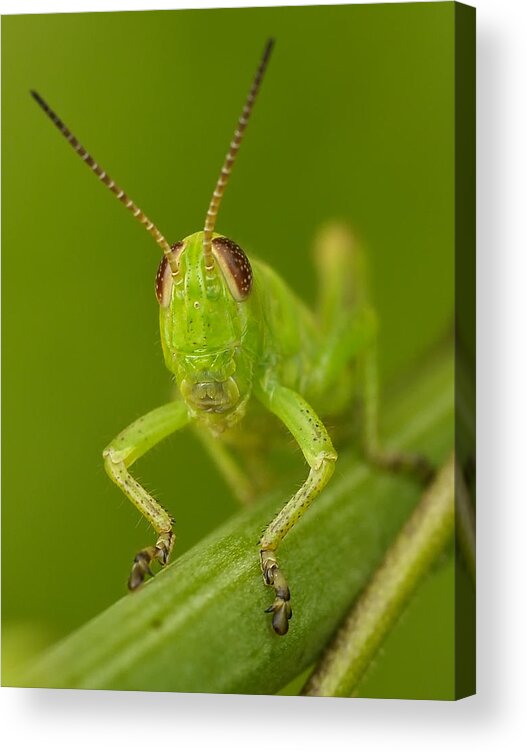 Macro Acrylic Print featuring the photograph Here's Looking At You by Liz Mackney