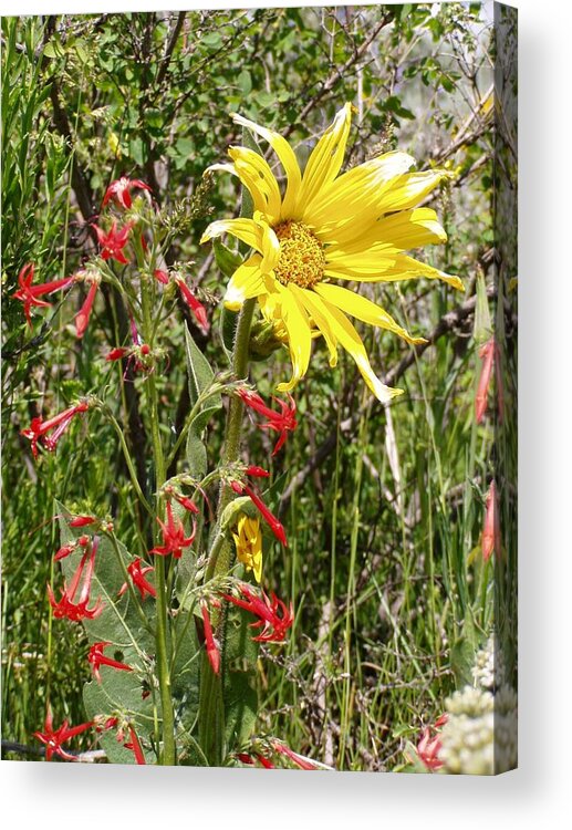 Flowers Acrylic Print featuring the photograph High Meadows in Colorado by Dana Carroll