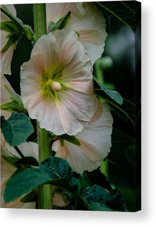 Holly Hock Acrylic Print featuring the photograph Holly Hock by Jennifer Kano