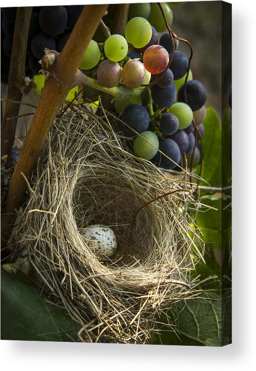 Vineyard Acrylic Print featuring the photograph Home Alone by Jean Noren