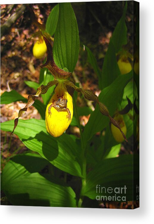 Yellow Lady's Slipper Orchid Acrylic Print featuring the photograph Home Sweet Home by Teresa A and Preston S Cole Photography