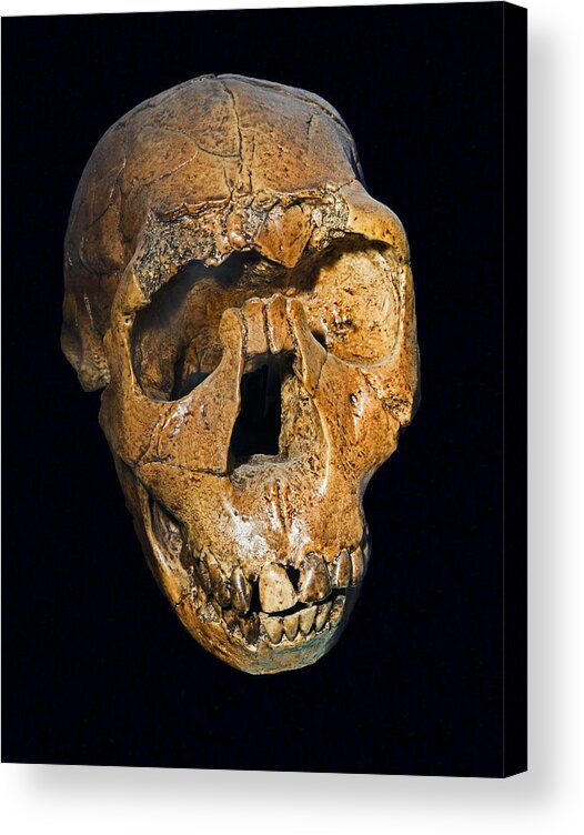 Anthropology Acrylic Print featuring the photograph Homo Ergaster Nariokotome Boy Skull by Millard H. Sharp