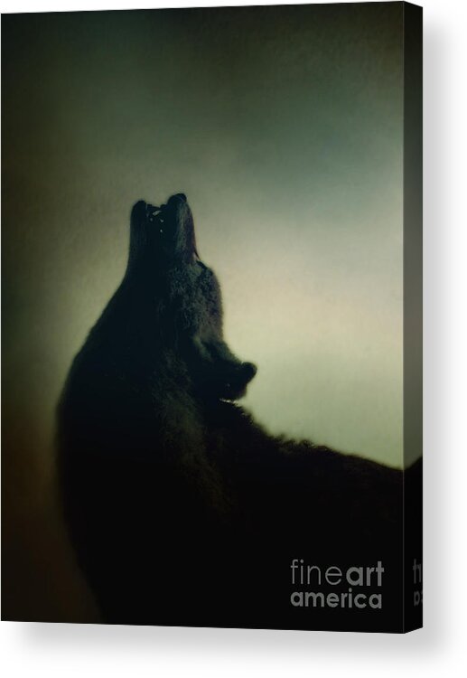 Wolf Acrylic Print featuring the photograph Howling by Margie Hurwich