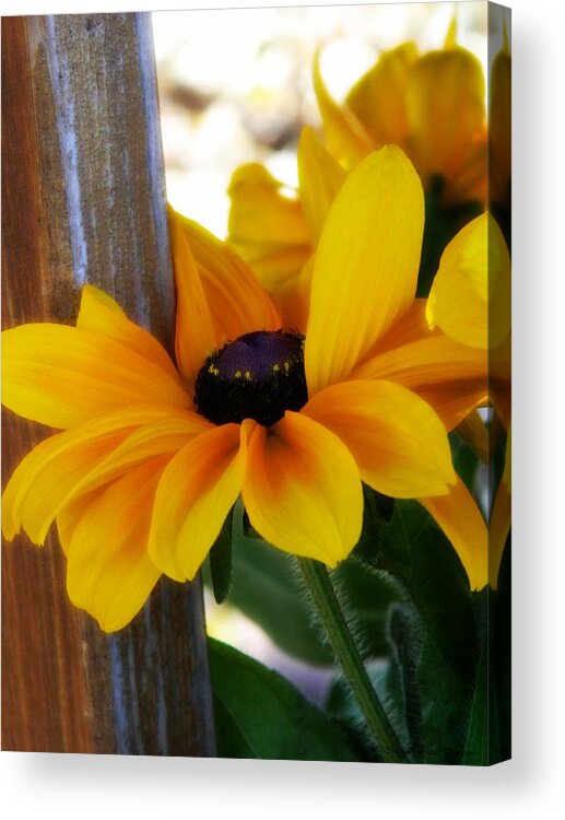 Black Eyed-susan Acrylic Print featuring the photograph Hugging the pole by Michelle Frizzell-Thompson