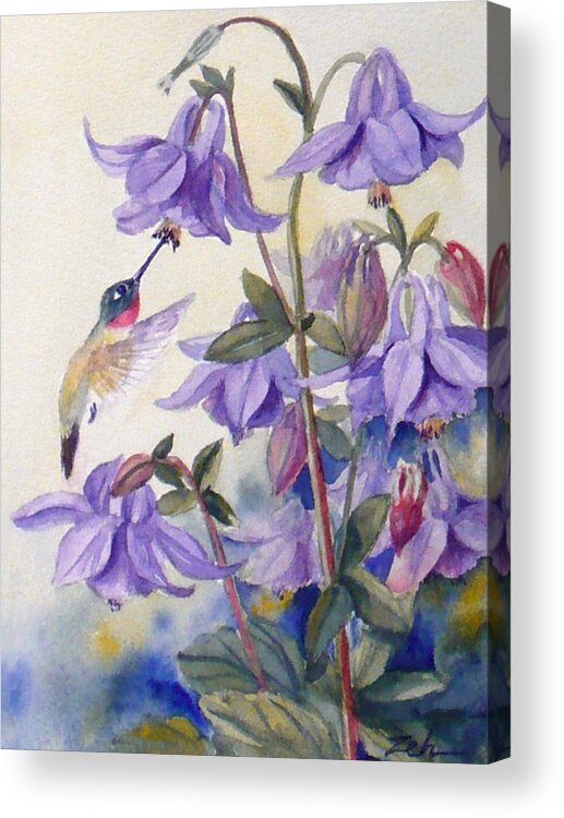 Hummingbird Art Acrylic Print featuring the painting Hummingbird and Purple Columbine by Janet Zeh