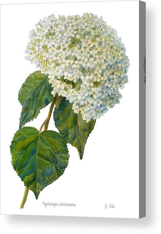 Hydrangea Acrylic Print featuring the painting Hydrangea aborescens by Janet Zeh