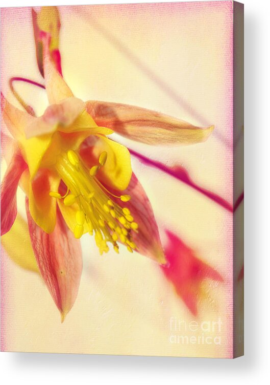 Macro Flower Acrylic Print featuring the photograph Inside the Columbine Flower by Peggy Franz