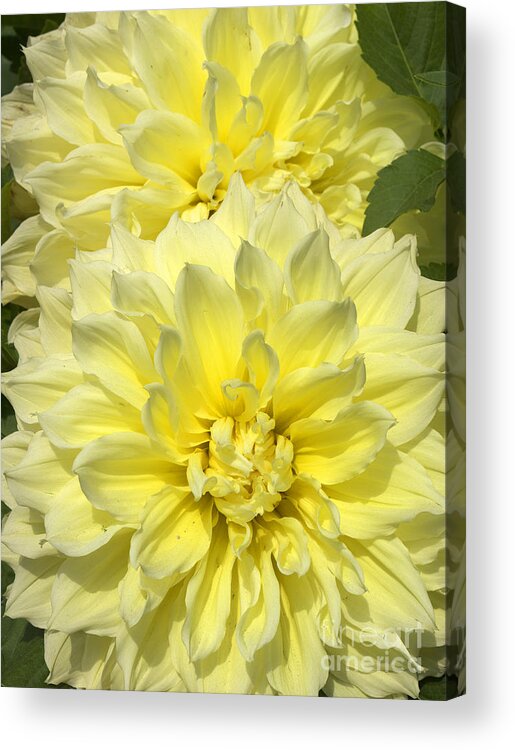 Taranto Acrylic Print featuring the photograph Intense Yellow Dahlias by Brenda Kean