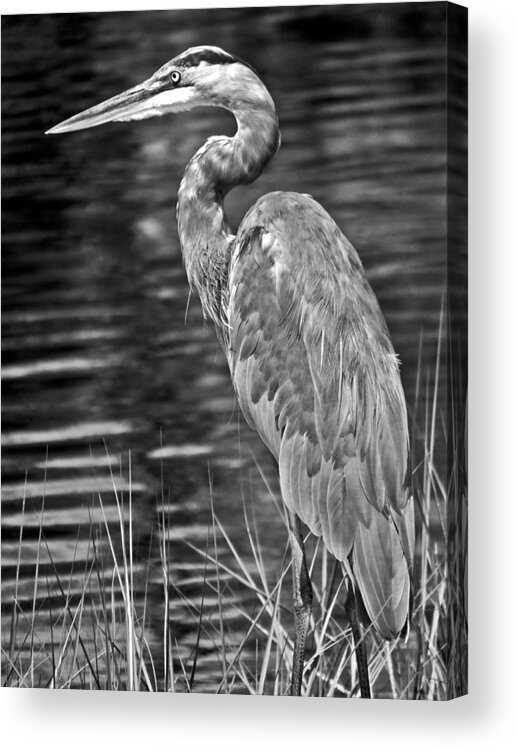 Waterfowl Acrylic Print featuring the photograph Intensity by Tom DiFrancesca