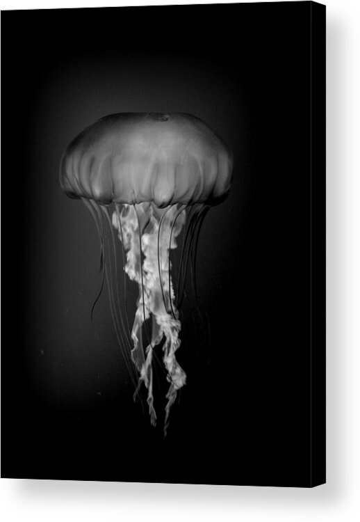 Jelly Acrylic Print featuring the photograph Jelly Fish by Nathan Abbott