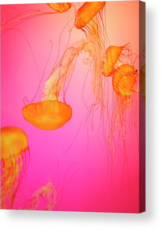 Underwater Acrylic Print featuring the photograph Jelly Fish by Tricia S. Schumacher
