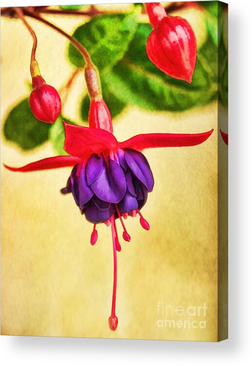 Plant Acrylic Print featuring the photograph Just Hanging Around by Peggy Hughes