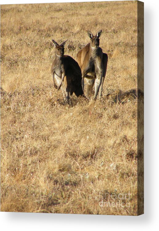 Australia Acrylic Print featuring the photograph Kangaroo Twosome - Western Australia by Phil Banks