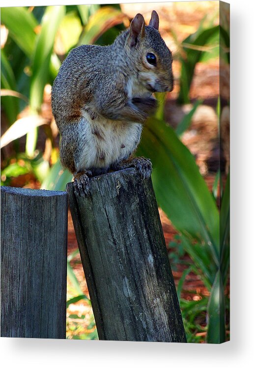 Grey Squirrel Acrylic Print featuring the photograph Lake Howard Squirrel 019 by Christopher Mercer