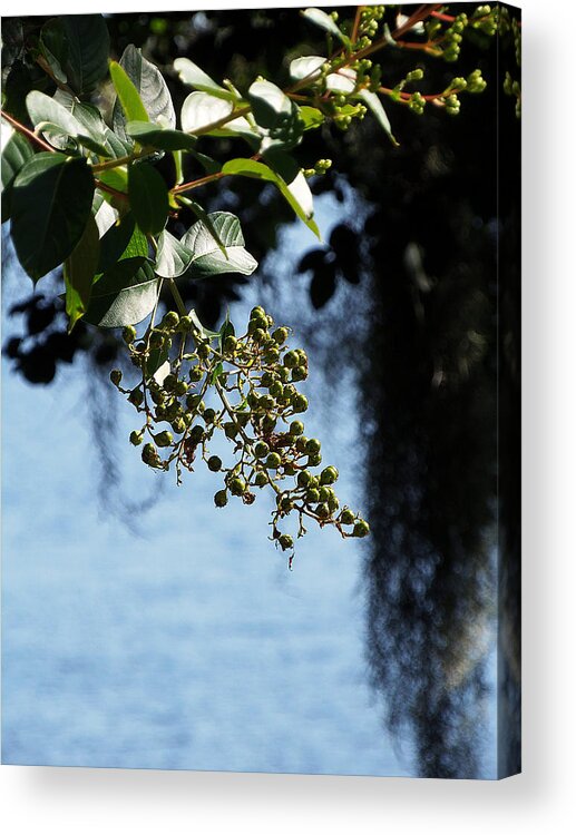 Landscape Acrylic Print featuring the photograph Lake Silver Berries by Christopher Mercer