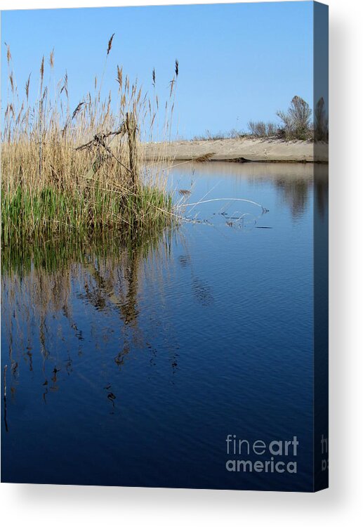 Reeds Acrylic Print featuring the photograph Late Afternoon Card Pond by Lili Feinstein
