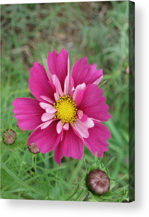Cosmos Acrylic Print featuring the photograph Lavender Cosmo by Ron Monsour