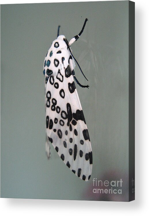 Moths Acrylic Print featuring the photograph Leopard Moth by Christopher Plummer