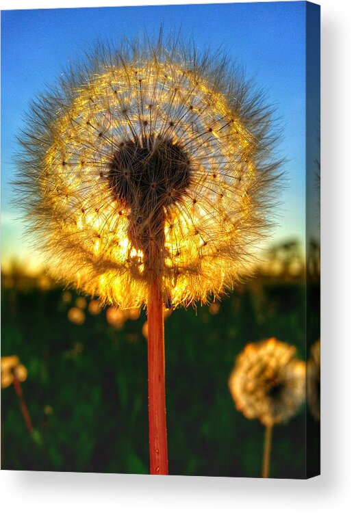 Sun Acrylic Print featuring the photograph Let It Glow by Brook Burling