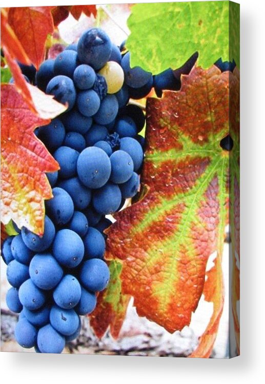 Taken At My Favorite Wine Tasting Room Acrylic Print featuring the photograph Light Catcher by Shawn Hughes
