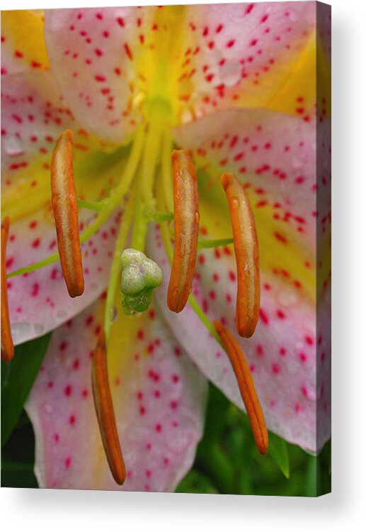 Lily Acrylic Print featuring the photograph Lily Macro by Juergen Roth