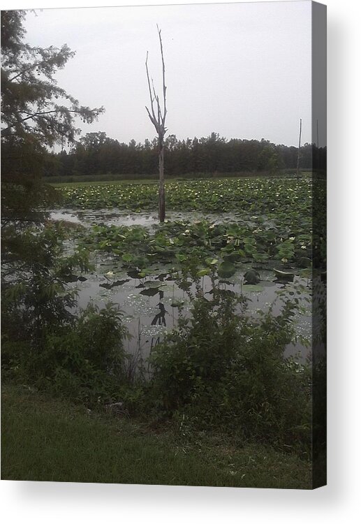 Landscape Acrylic Print featuring the photograph Lily Pads by Fortunate Findings Shirley Dickerson