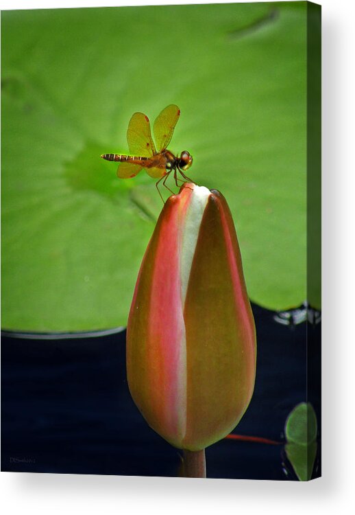 Nature Acrylic Print featuring the photograph Lily Pond Amberwing by Deborah Smith